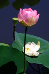 水辺公園蓮の花#9