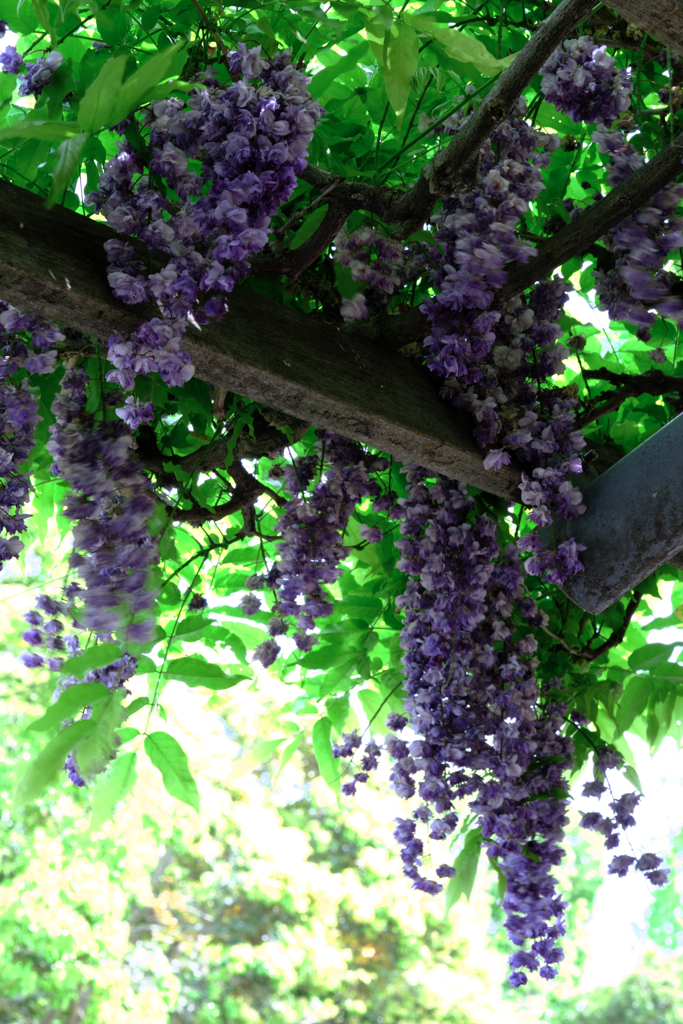 今シーズン見納めの藤の花＃２