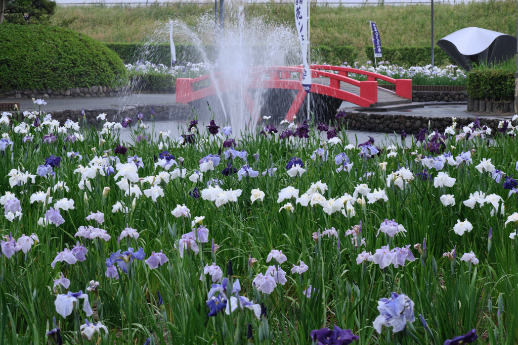 雨降りの花菖蒲撮影＃２