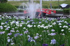 雨降りの花菖蒲撮影＃２