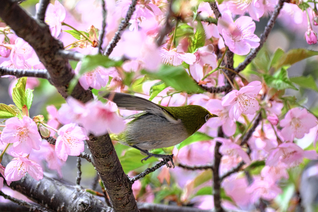 河津桜とメジロちゃん＃７