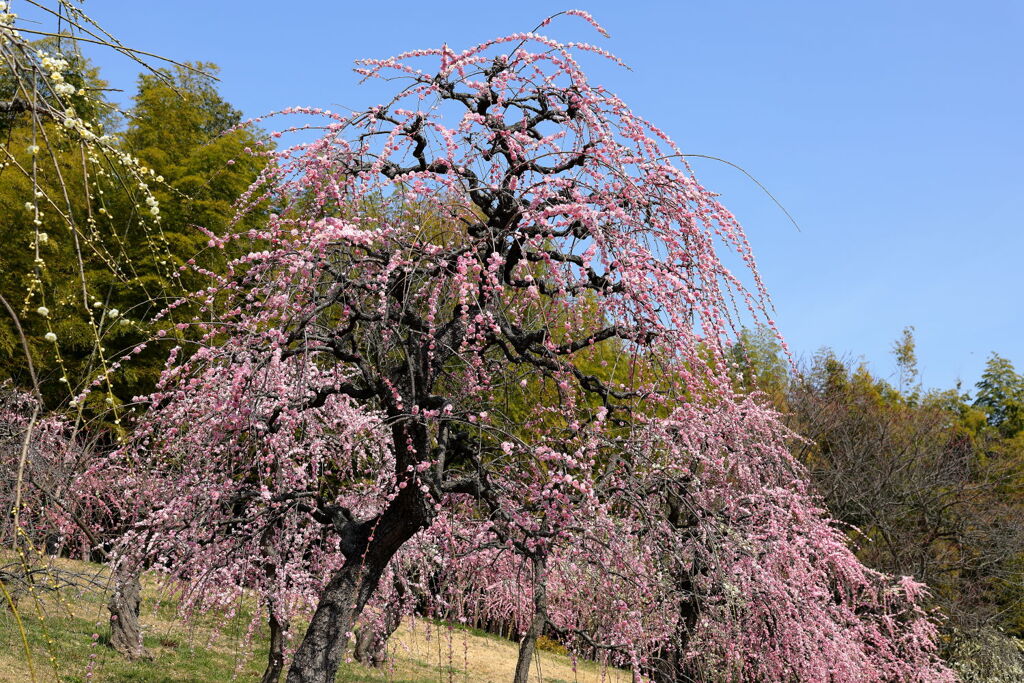 見頃を迎えた枝垂れ梅（続編）＃１