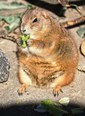 岡崎東公園の動物たち＃５