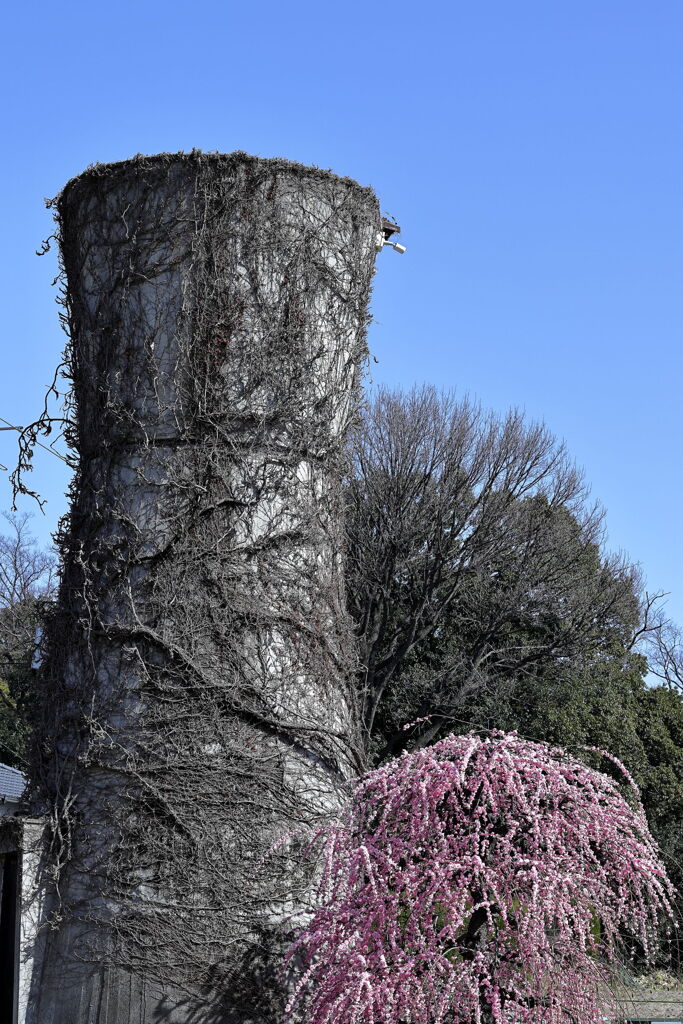 枝垂れサクラが満開＃１４