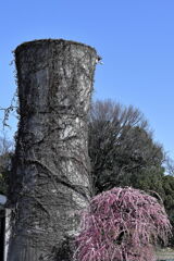 枝垂れサクラが満開＃１４