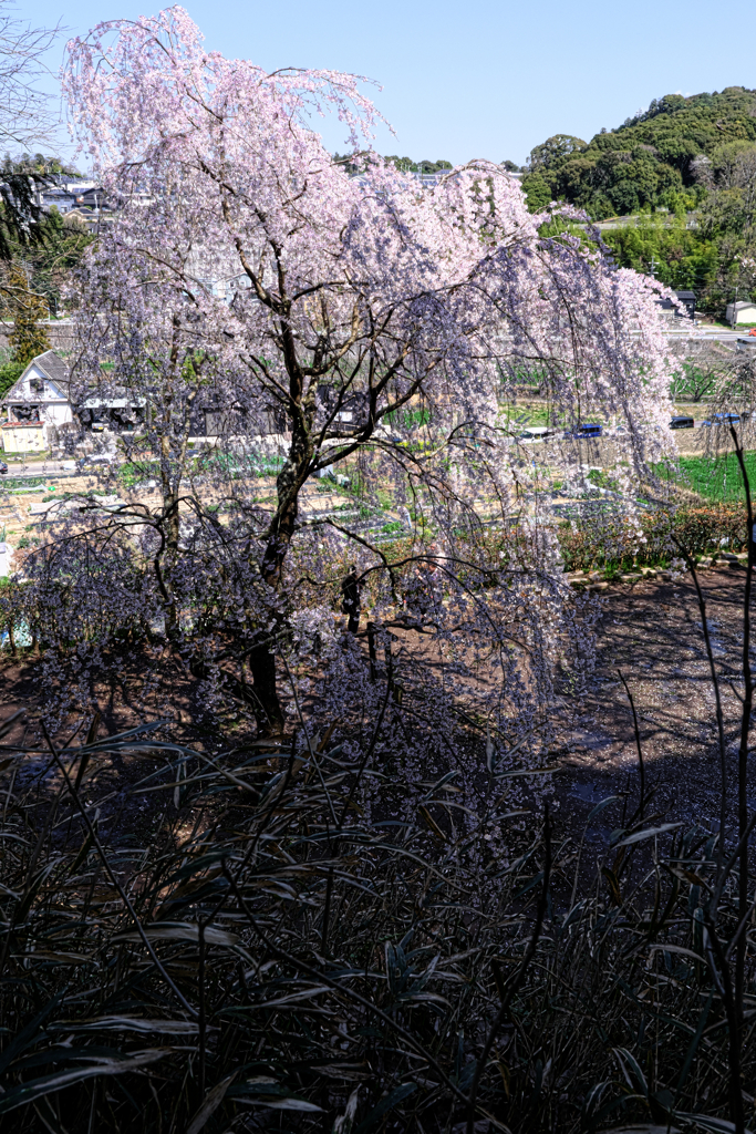 散り際の奥山田枝垂れサクラ＃５
