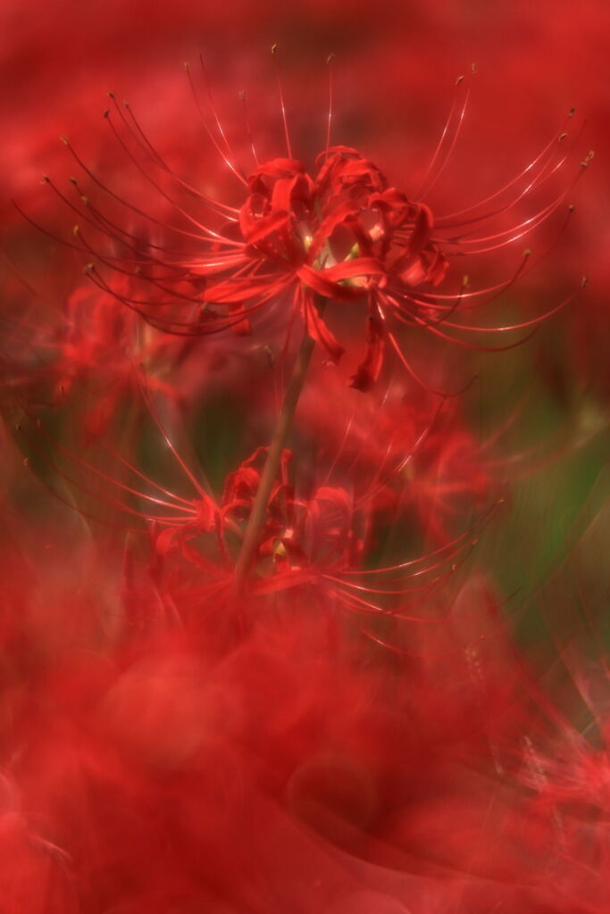 逢妻女川の彼岸花＃９