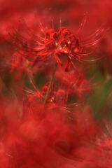 逢妻女川の彼岸花＃９