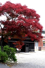 博物館・明治村場内の紅葉＃８