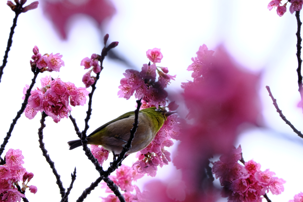雨上がりの寒緋サクラと野鳥たち＃１０