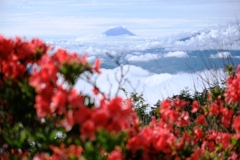 レンゲツツジと富士山＃２