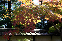 近所のお寺の紅葉ロケハン#2