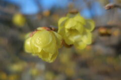 咲き始めた近所のロウバイの花＃７