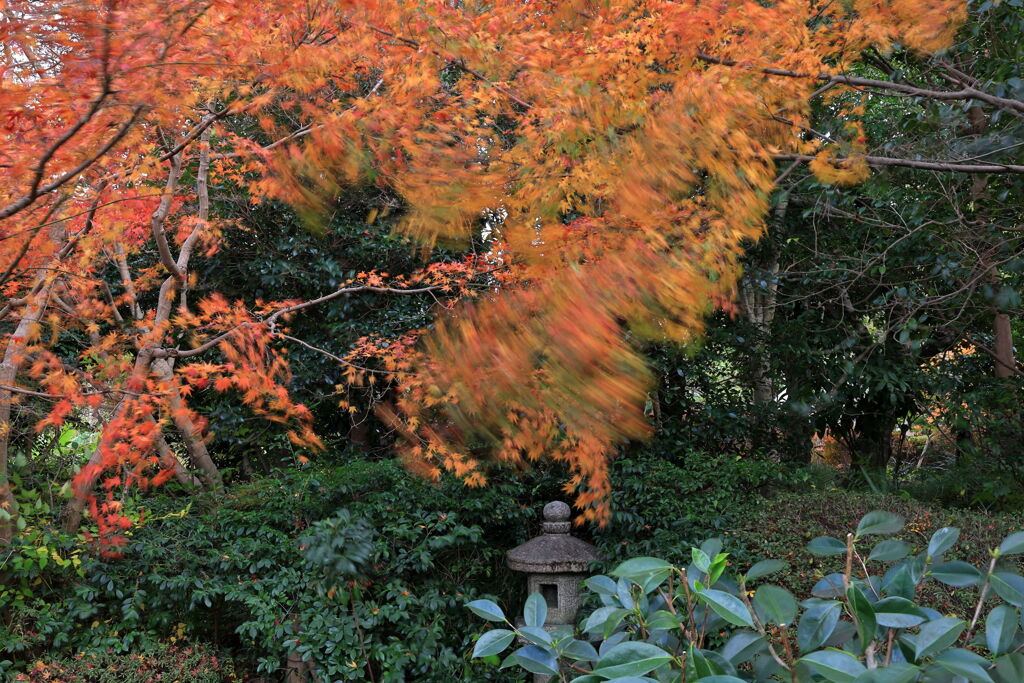 今シーズンラストの紅葉撮影＃１４