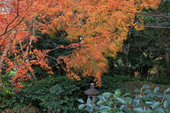 今シーズンラストの紅葉撮影＃１４