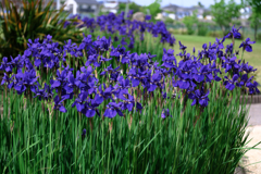 春うらら・花たちが咲き揃う＃４