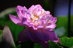 水辺公園蓮の花#3