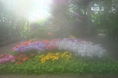 勝手にソフトフォーカス・・・・＃３