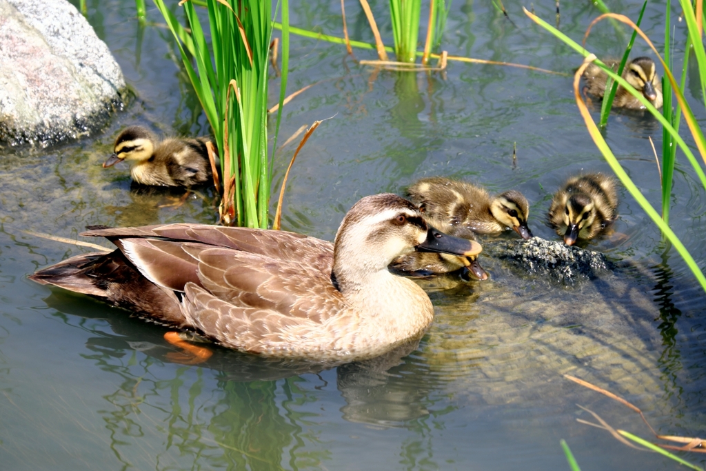 カルガモ親子・可愛い～＃１