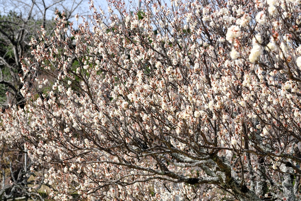 岡崎南公園葵梅林ロケハン＃３