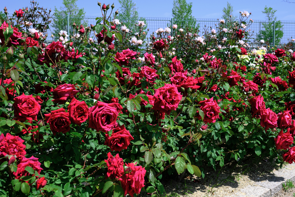 ミササガパークの薔薇が見頃＃１０