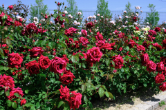 ミササガパークの薔薇が見頃＃１０