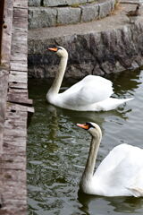 岡崎南公園に居る白鳥とカモたち！＃４