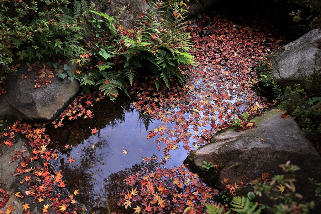 今シーズンラストの紅葉撮影＃５