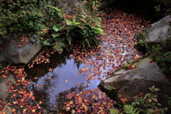 今シーズンラストの紅葉撮影＃５