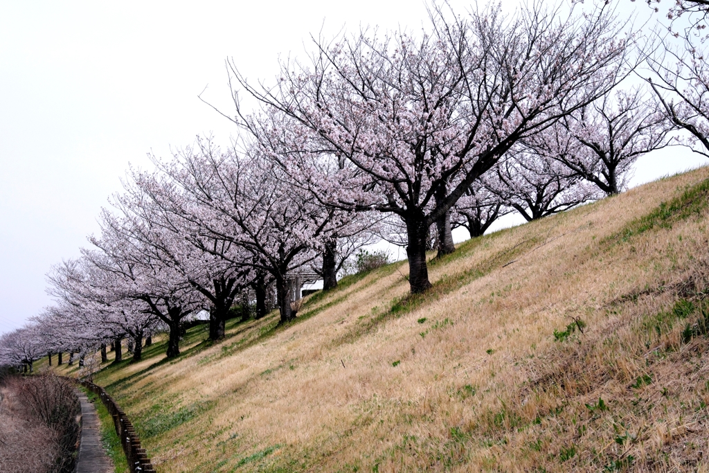 近場で効率良く2ヶ所でサクラ撮影＃８