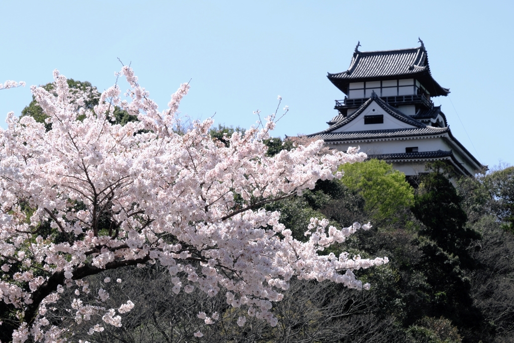 国宝犬山城と満開サクラのコラボ＃１０