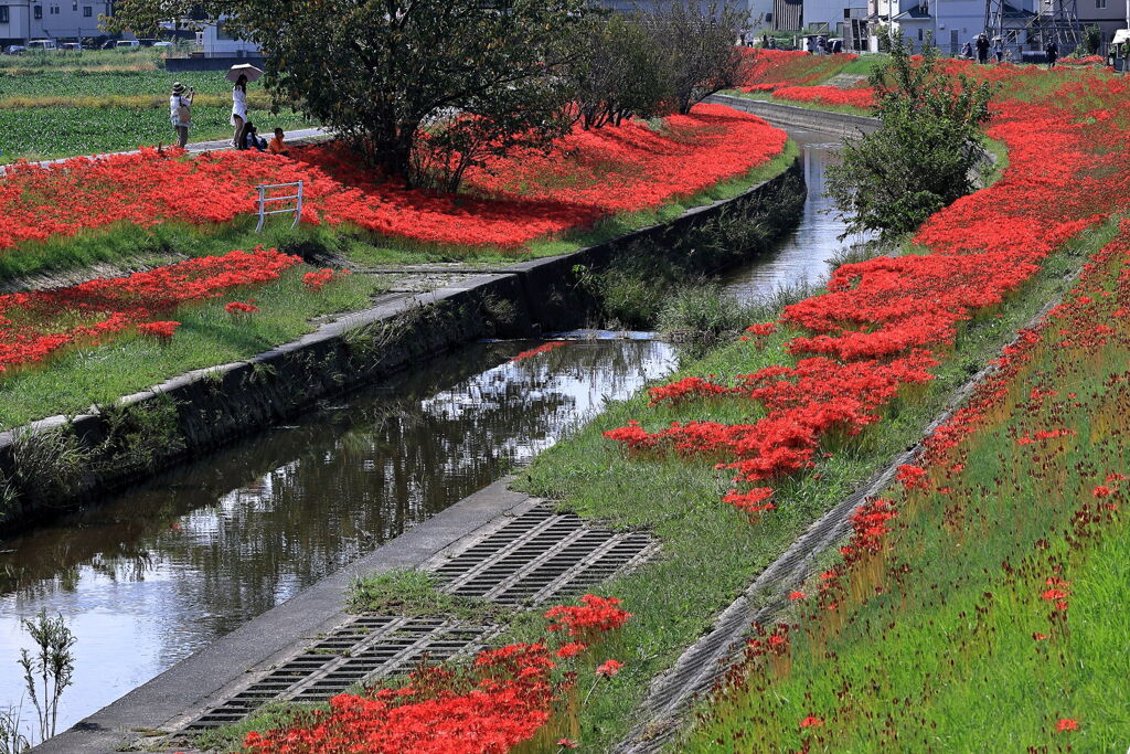 逢妻女川の彼岸花＃６
