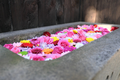 岡崎市・菅生神社の花手水＃７