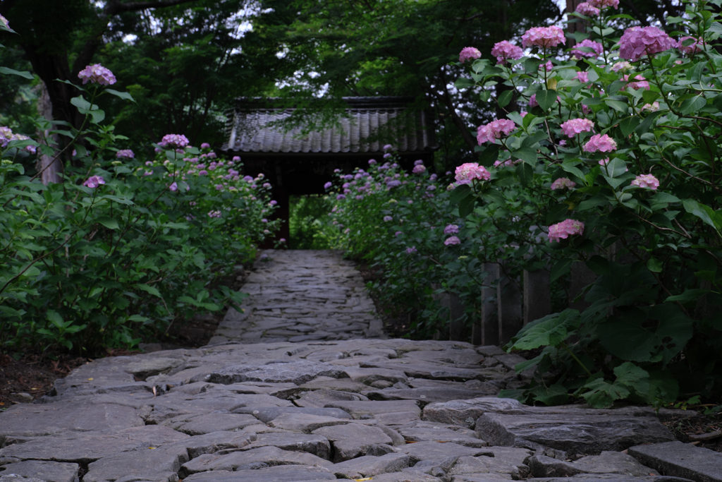 今年も逢いに本光寺の紫陽花＃３