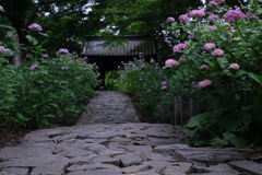 今年も逢いに本光寺の紫陽花＃３