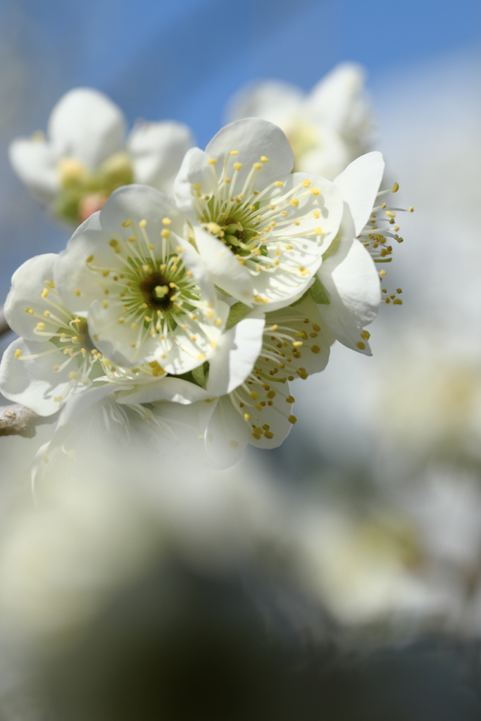 春はウキウキ花の季節＃２