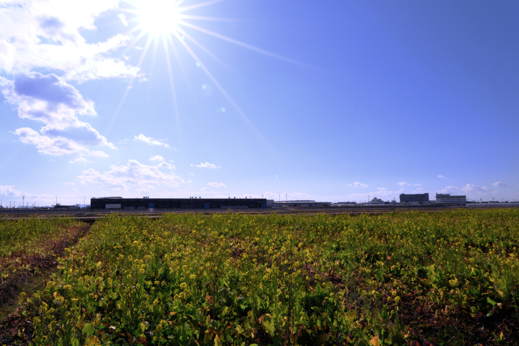 依佐美送信記念館と菜の花＃６