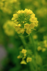 春を告げる花・菜の花＃４