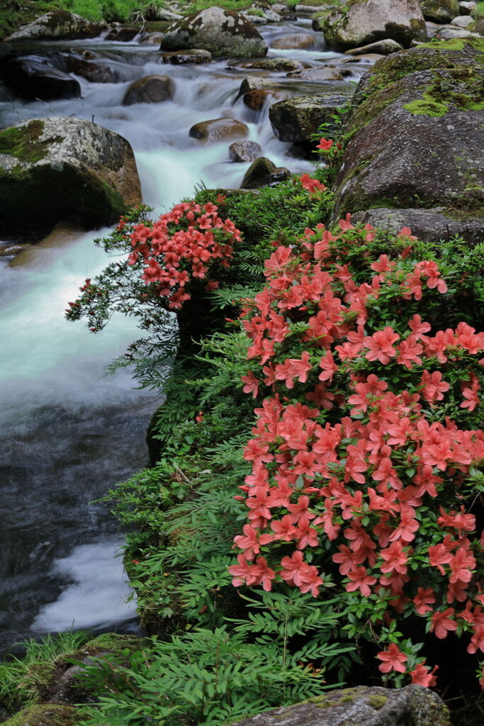 見頃を迎えた岩ツツジ＃２