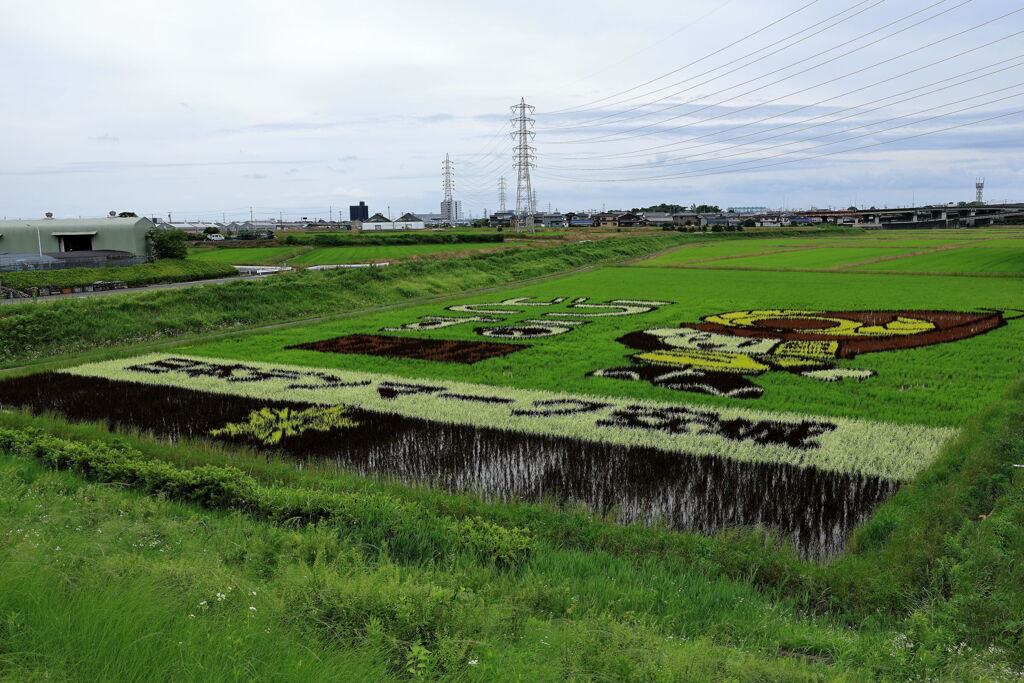 今年も逢いに田んぼアート＃３