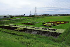 今年も逢いに田んぼアート＃３