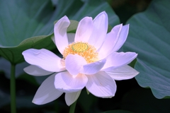 本證寺のハスの花#7