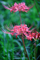 咲き始めた紅い彼岸花#2