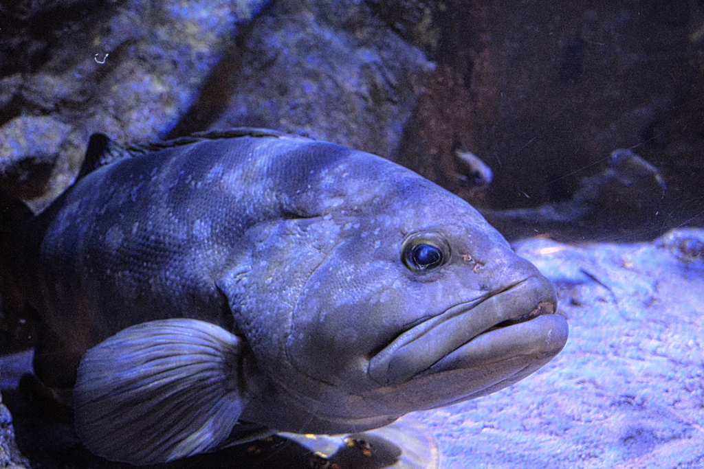 水族館魚たちの撮影＃３