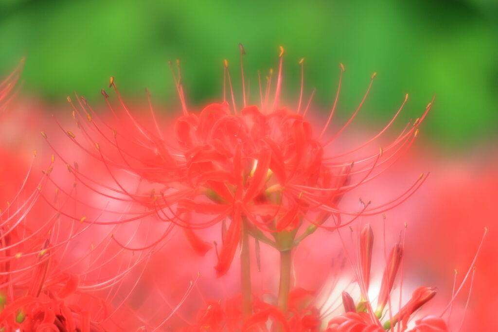 逢妻女川の彼岸花＃５