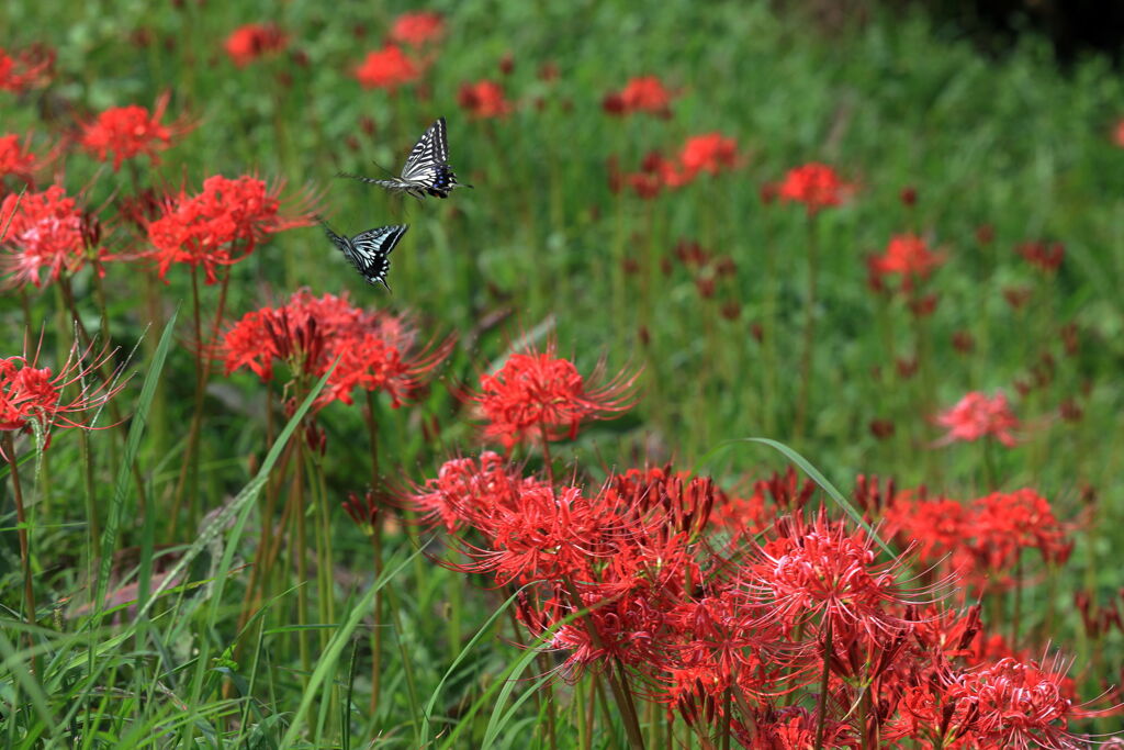 アゲハ蝶と彼岸花＃１