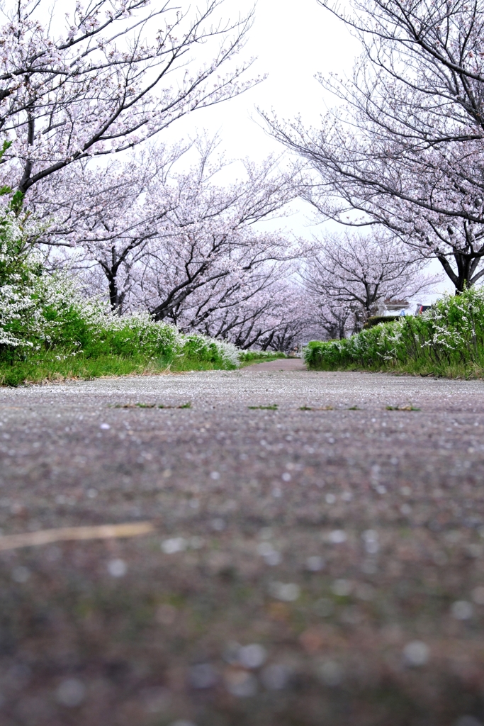 近場で効率良く2ヶ所でサクラ撮影＃１０