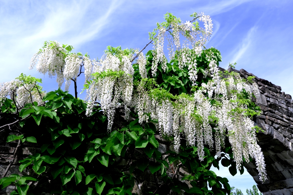 今シーズン見納めの藤の花＃９