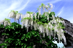 今シーズン見納めの藤の花＃９