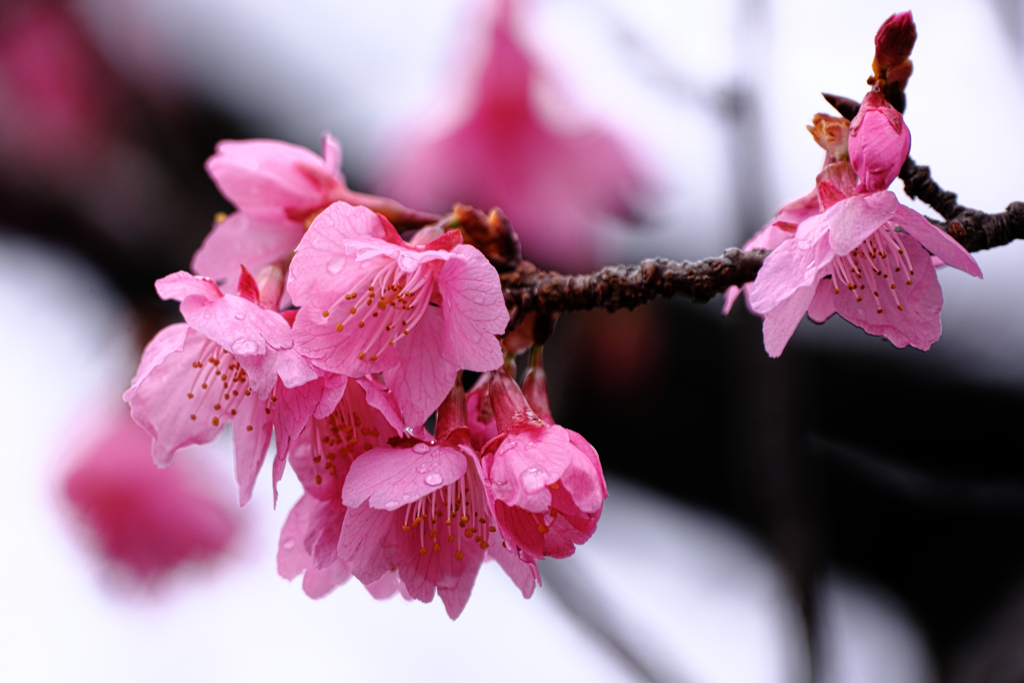 やっと咲き始めた寒緋桜＃３